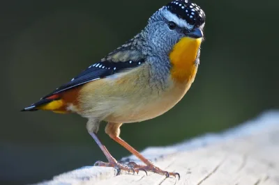 Spotted pardalote Pardalotus punctatus