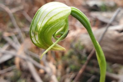 Nodding Greenhood Pterostylis nutans1
