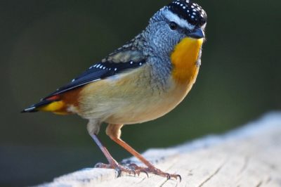 Spotted pardalote Pardalotus punctatus