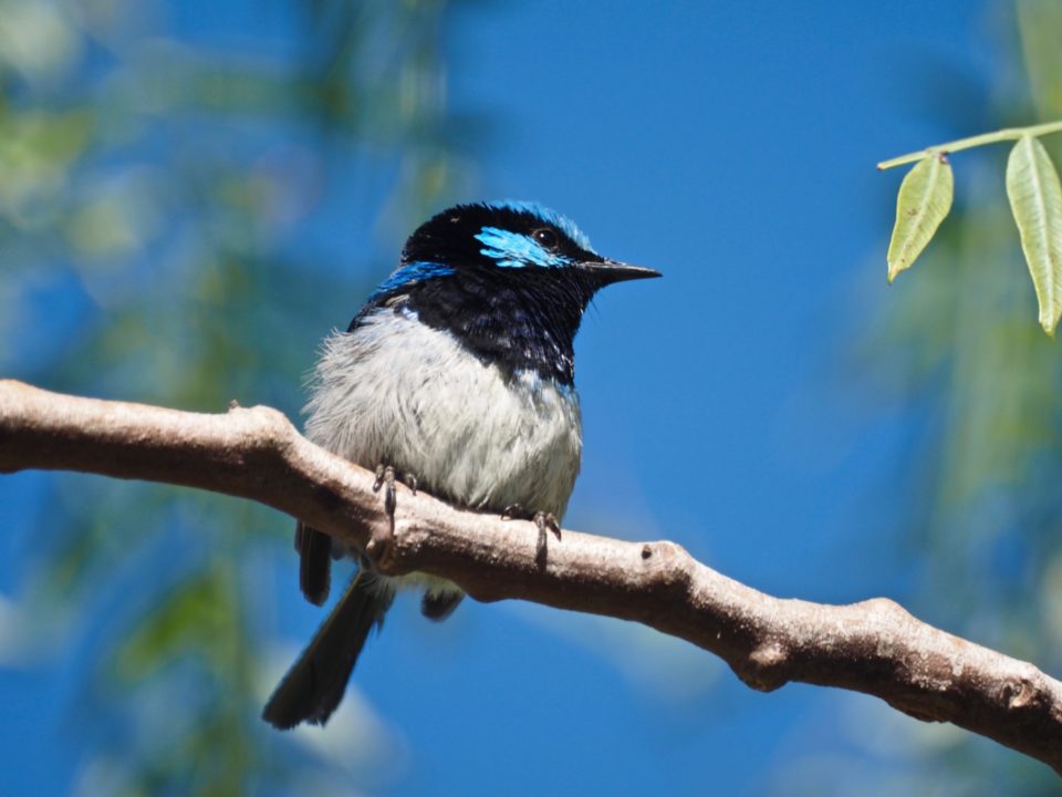 Superb fairy wren2