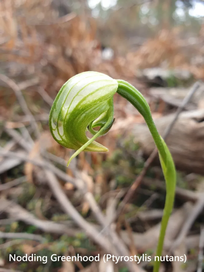 Nodding Greenhood Pterostylis nutans