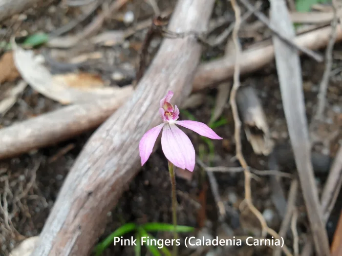 Pink Fingers Caladenia carnia