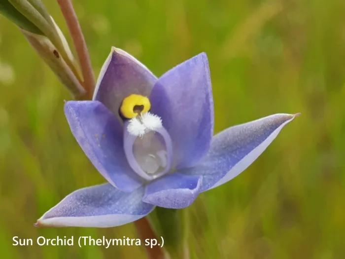 Sun Orchid Thelymitra sp
