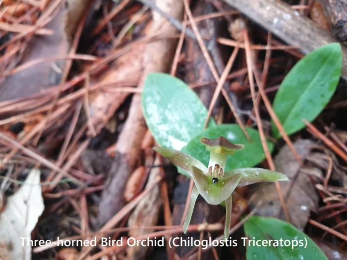Three horned Bird Orchid Chiloglostis triceratops