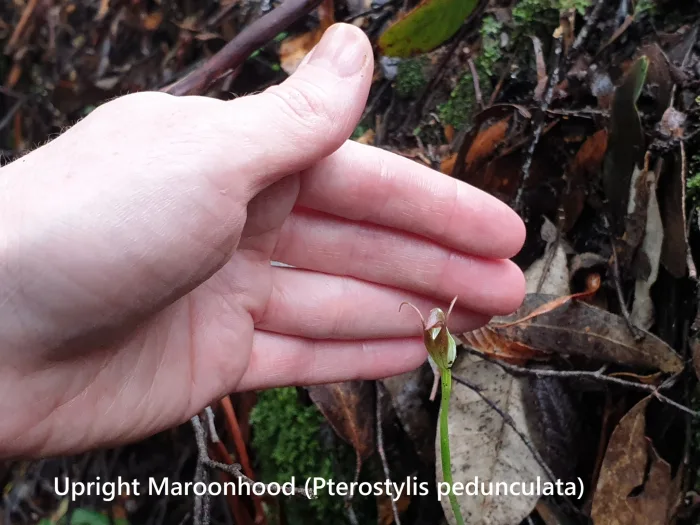 Upright Maroonhood Pterostylis pedunculata