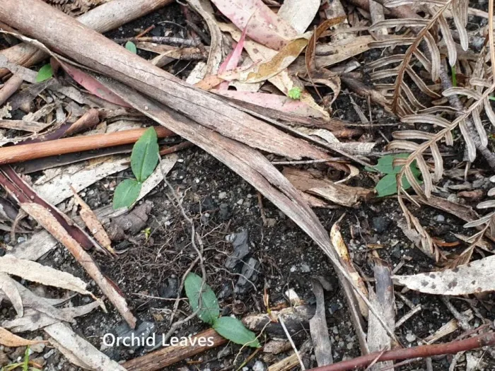 Orchid Leaves