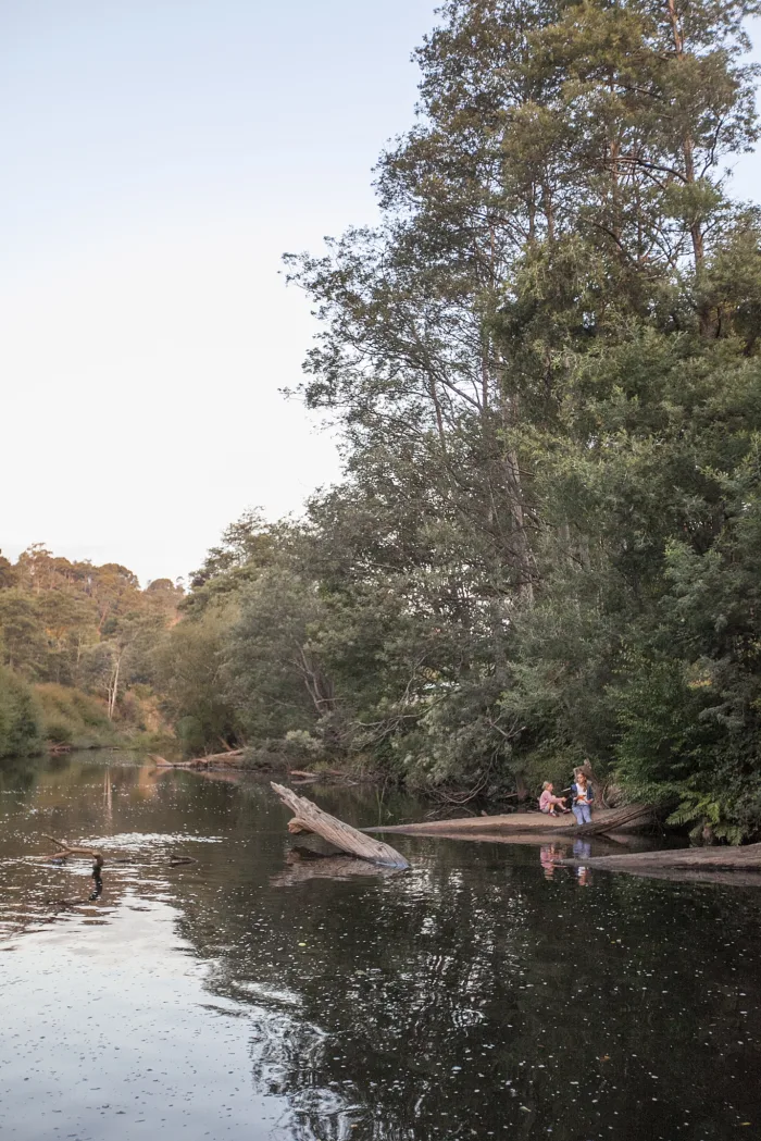 Dales Ringarooma River