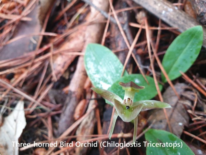 Three horned Bird Orchid Chiloglostis triceratops