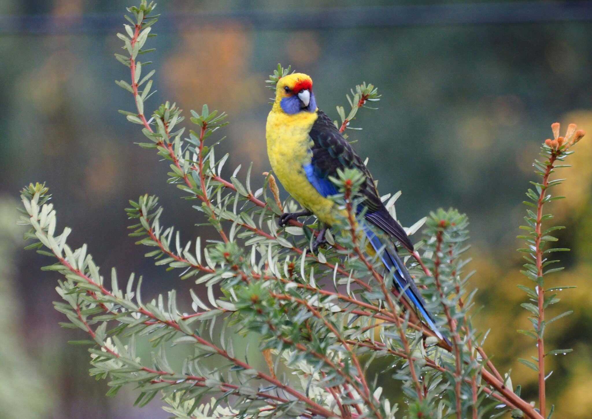 Green Rosella