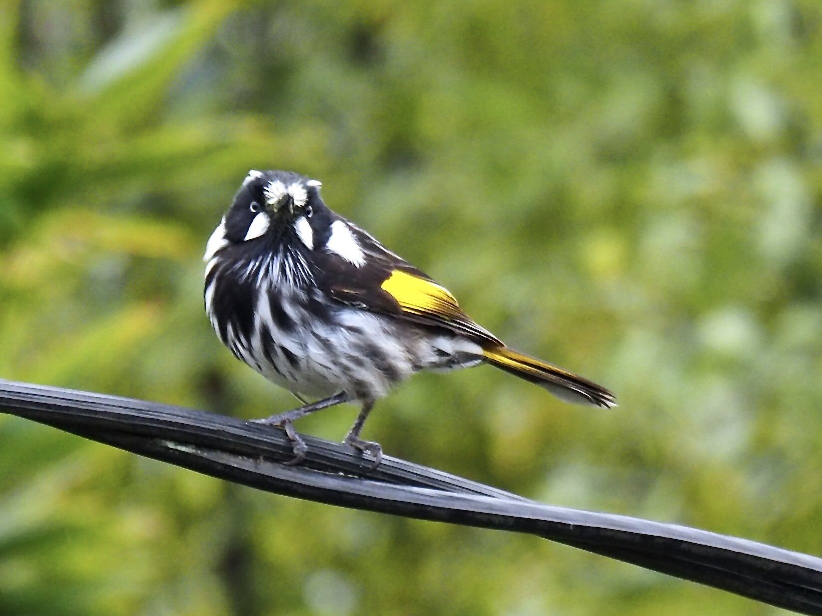 New Holland Honey Eater
