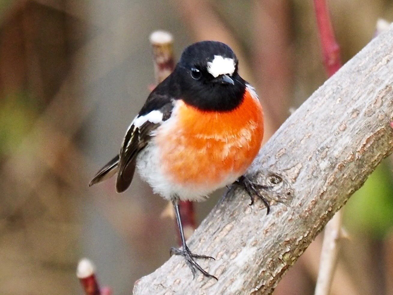 Scarlet Robin