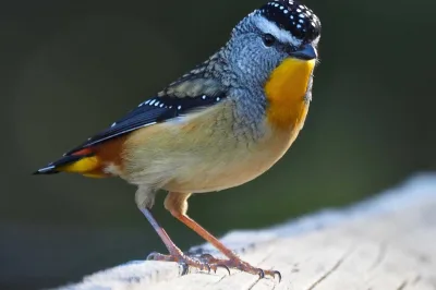 Spotted pardalote Pardalotus punctatus low res
