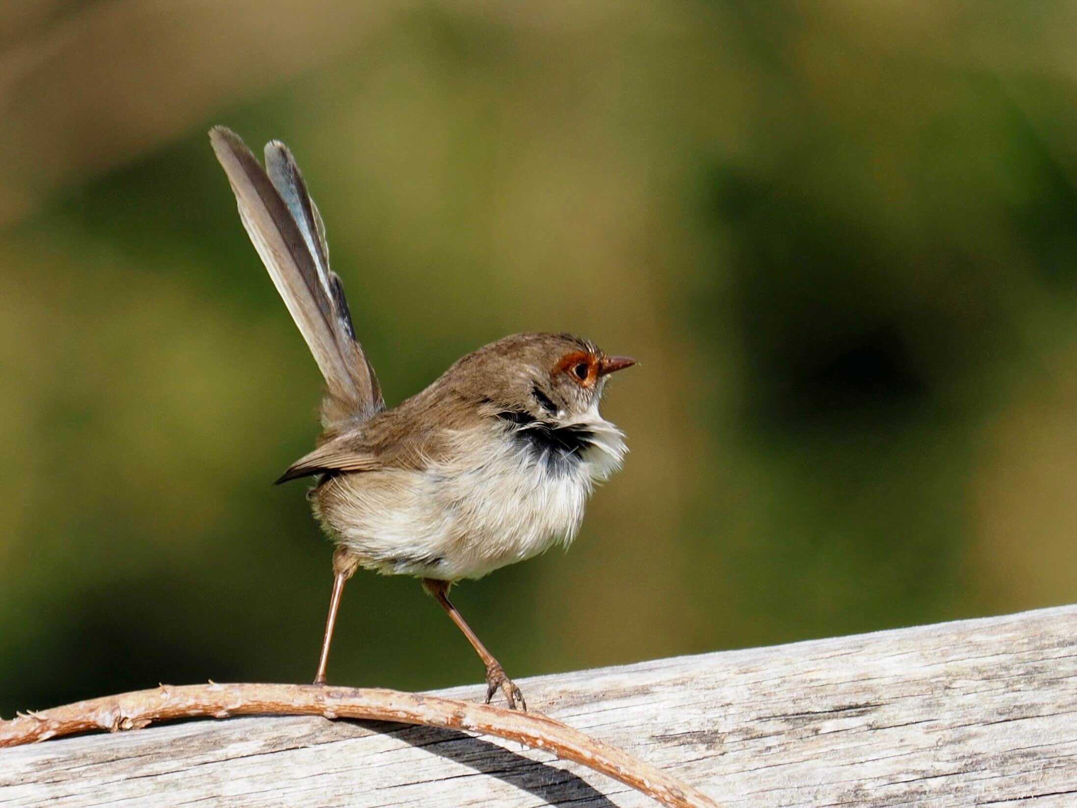 Fairy Wren